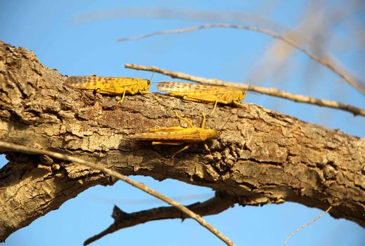 جنوب سیستان و بلوچستان در معرض خطر ریزش ملخ صحرایی است