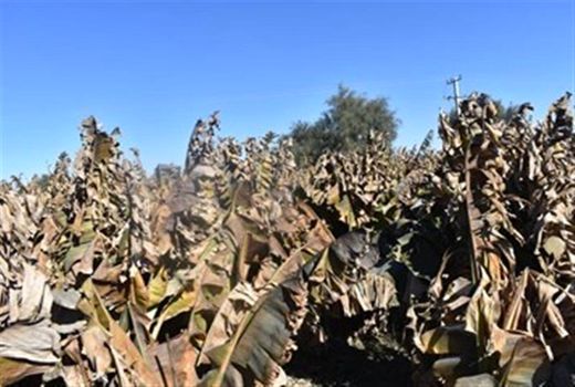 خسارت هزار میلیارد تومانی سرمازدگی به موزستان‌های سیستان و بلوچستان