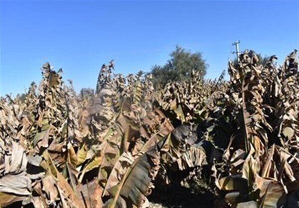 خسارت هزار میلیارد تومانی سرمازدگی به موزستان‌های سیستان و بلوچستان