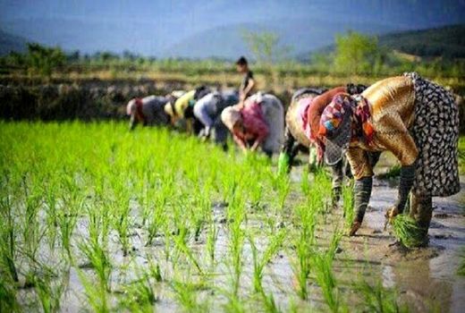 کاهش آب تخصیصی به شالیکاران خراسان‌شمالی در صورت کشت بیش از ۷۰۰۰ متر مکعب 