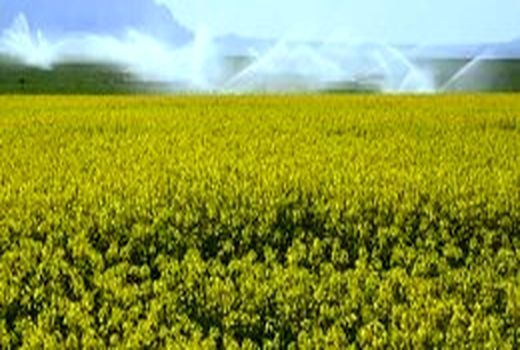 اختصاص 2000 هکتار از اراضی کشاورزی استان به کشت چغندرقند بهاره