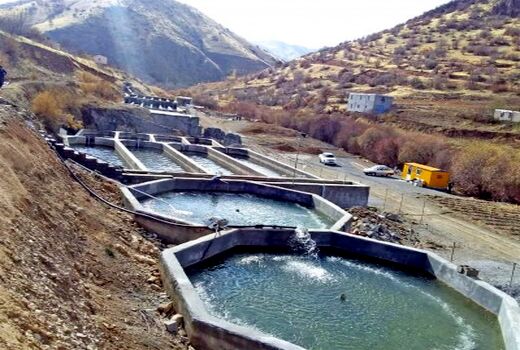 شیلات کردستان؛ از پرورش بچه‌ماهی سردآبی تا راه‌اندازی 6 تعاونی صیادی