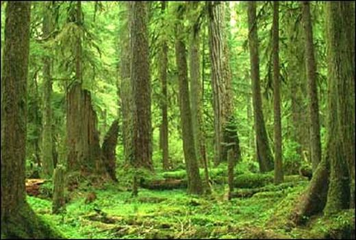 جنگل های هیرکانی در فهرست مناطق امن جهان
