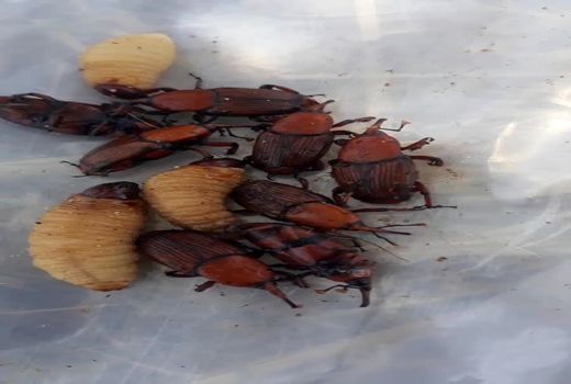 مبارزه با آفت سوسک سرخرطومی در نخلستان‌های قیروکارزین