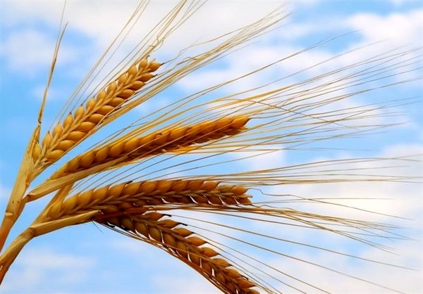 خودکفایی پایدار گندم متناسب با نرخ رشد جمعیت افزایش مییابد