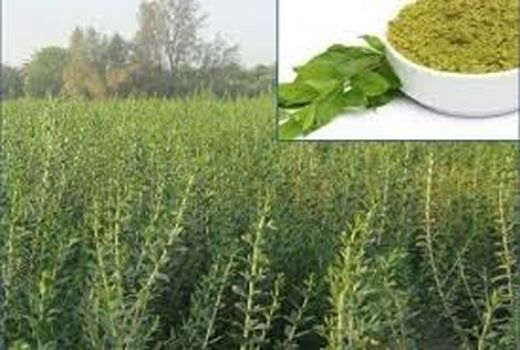 سطح نیم هکتاری  حنا در شهرستان فهرج