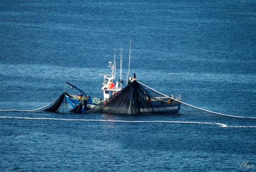 سرمایه‌گذاری بر شناورهای لانگ‌لاین و پرساینر در صید فراساحل