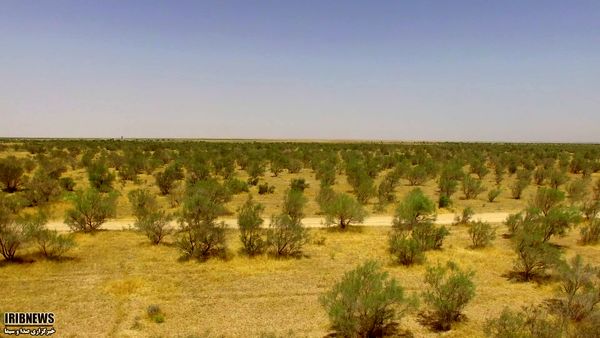 اجرای 11 طرح مطالعاتی باهدف مهار بیابانها در خراسان شمالی