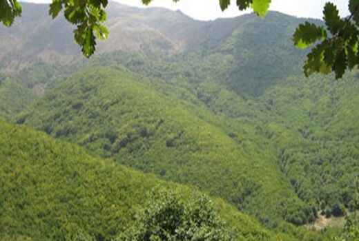 اختصاص اعتبار ۳ میلیارد و ۲۰۰ میلیون تومانی برای مبارزه با آفت جوانه خوار بلوط جنگل های سردشت