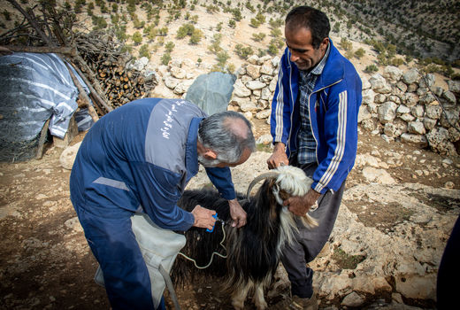 پایان فاز دوم واکسیناسیون رایگان علیه بیماری تب برفکی در بهبهان