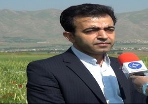 کشت ماشک در ۸۰۶ هکتار از اراضی کشاورزی کردستان