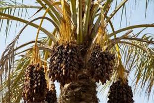 پیش‌بینی‌ افزایش‌ ۱۵ درصدی تولید خرما در خرمشهر