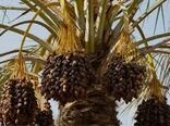 پیش‌بینی‌ افزایش‌ ۱۵ درصدی تولید خرما در خرمشهر