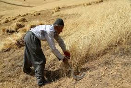 خسارت سنگین خشکسالی به مزارع گندم دیم کازرون