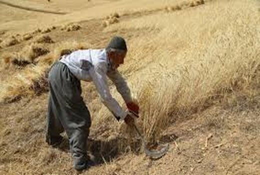 خسارت سنگین خشکسالی به مزارع گندم دیم کازرون