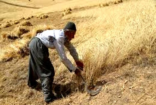 خسارت سنگین خشکسالی به مزارع گندم دیم کازرون