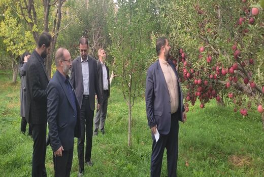 آغاز برداشت خوش عطرترین سیب آذربایجان شرقی از باغات شهر زنوز