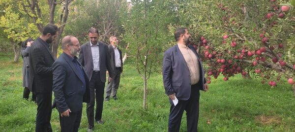 آغاز برداشت خوش عطرترین سیب آذربایجان شرقی از باغات شهر زنوز