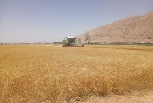 آغاز عملیات برداشت جو در شهرستان زرقان