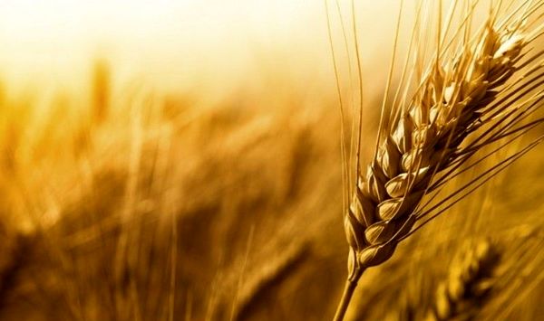 توزیع ۴۲۰ هزار تن بذور اصلاح شده میان کشاورزان