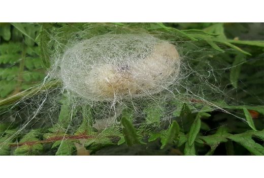 پیش بینی تولید یک تن پیله کرم ابریشم در سوادکوه‌شمالی