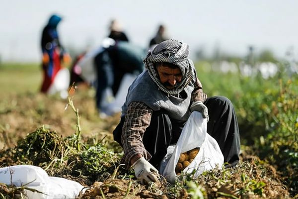 آیین تجلیل از ۱۵۷ برگزیده ملی کشاورزی برگزار می‌شود