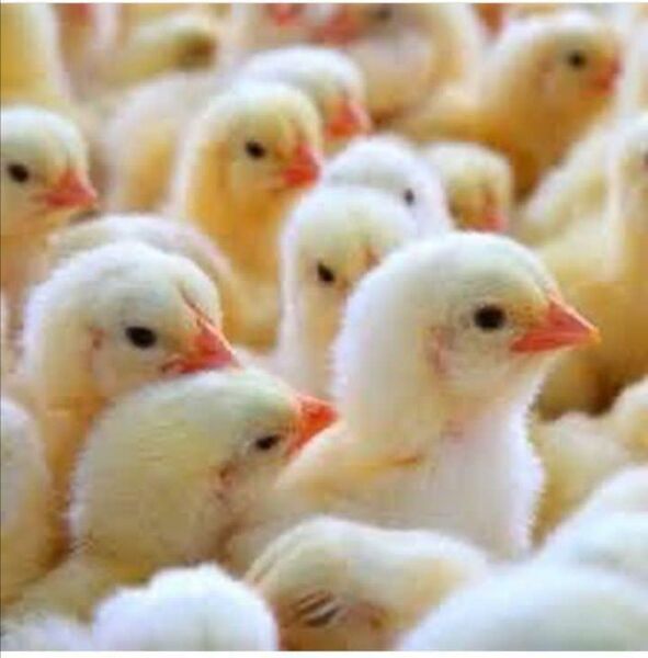 جوجه‌ریزی ۲۰۰ هزار قطعه مرغ گوشتی در واحدهای مرغداری شهرستان اردل