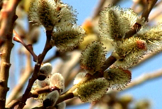 شمیم شکوفه‌های طلایی ارمغان بهار در آذربایجان غربی