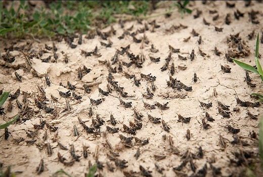 اعلام آمادگی برای پایش ملخ صحرایی در مناطق مختلف