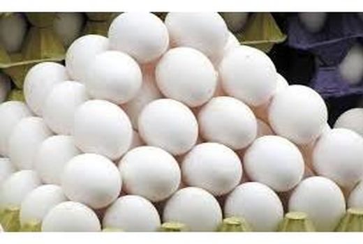 تولید 835 میلیارد تخم مرغ در بابل/ ظرفیت صادرات 1300 تنی
