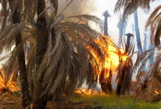 حدود دو هزار اصله نخل دشتستان در آتش سوخت 