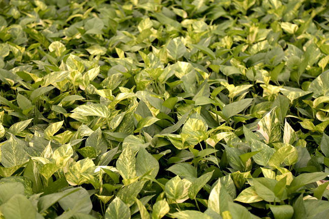 گلخانه صادراتی محلات استان مرکزی