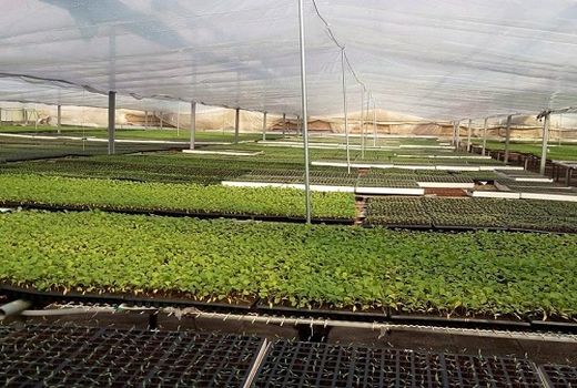 اجرای نهضت گلخانه ای، تحول بزرگ در کشت گلخانه‌ای استان