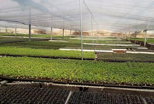 افزایش سطح تولید نشا در کوار 