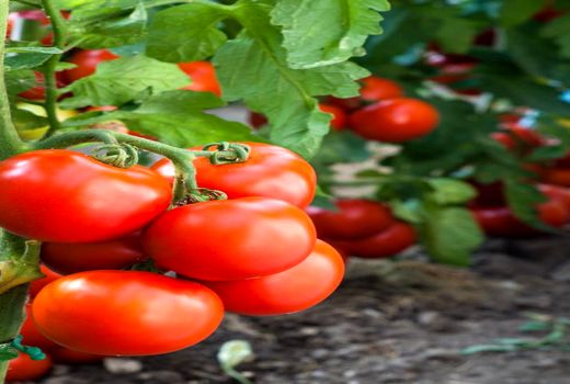 برداشت ۱۴۳ هزار تن گوجه فرنگی از مزارع شهرستان ارومیه