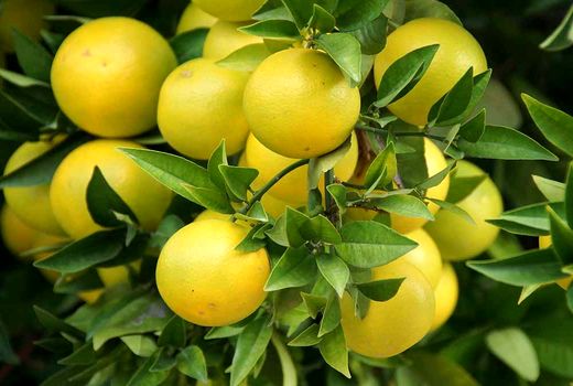 آغاز برداشت پنج‌ماهه مرکبات در شهرستان ارزوئیه از نیمه آبان‌ماه