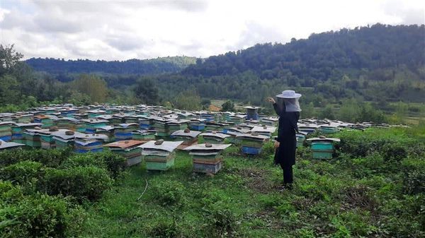 تولید بیش از 600 تن عسل از زنبورستانهای شفت