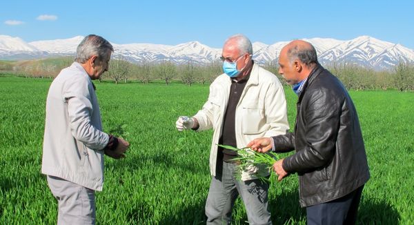 لزوم رصد و پایش مزارع گندم آذربایجان غربی به منظور حفظ تولید و ایجاد امنیت غذایی 