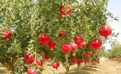 آغاز برداشت انار از انارستان‌های اردستان