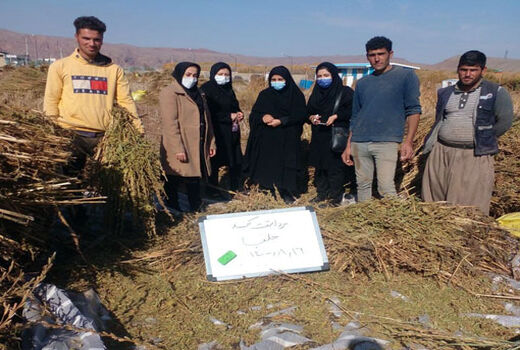 برداشت 40 تن دانه روغنی کنجد در شهرستان جلفا