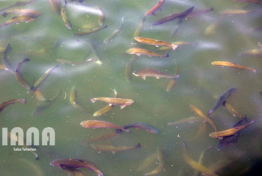سیلاب به مزارع پرورش ماهی شهرستان شاهرود خسارت زد