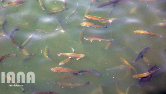 پرورش ماهی سردابی