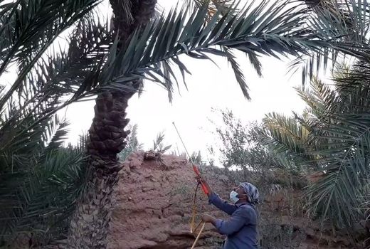 آغاز مبارزه با آفاتِ خرما در خور