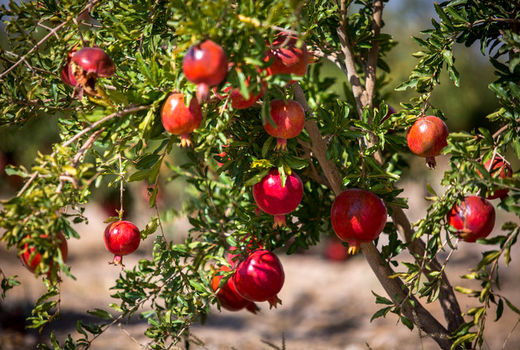 پایان عملیات برداشت انار از باغات شهرستان شاهرود
