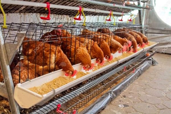 جوجه‌ریزی انجام شد اما هنوز نهاده تحویل نشده است