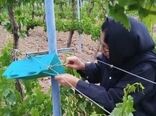 استقرار شبکه‌های پیش‌آگاهی آفات در قزوین؛ گامی در جهت توسعه مدیریت تلفیقی و کاهش سم‌پاشی‌های تقویمی