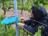 استقرار شبکه‌های پیش‌آگاهی آفات در قزوین؛ گامی در جهت توسعه مدیریت تلفیقی و کاهش سم‌پاشی‌های تقویمی