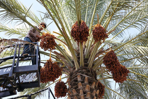 8580  تن خرما از کشاورزان خریداری شد