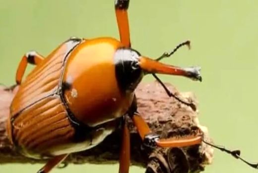 فرهنگ سازی مقابله با آفات قرنطینه‌ای در خرمشهر