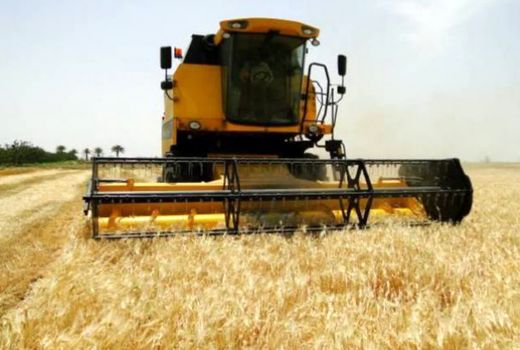 برداشت جو در بیش از ۳۸ هزار هکتار از اراضی آذربایجان غربی آغاز شد